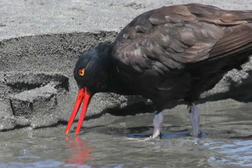 Black Oystercatcher Drinking Water 