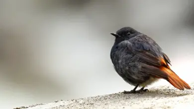 The Black Redstart Perched In A Stone