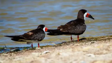 A pair of Black Skimmers were walking along the shore.