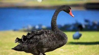 Black Swan Hunting on the Grass