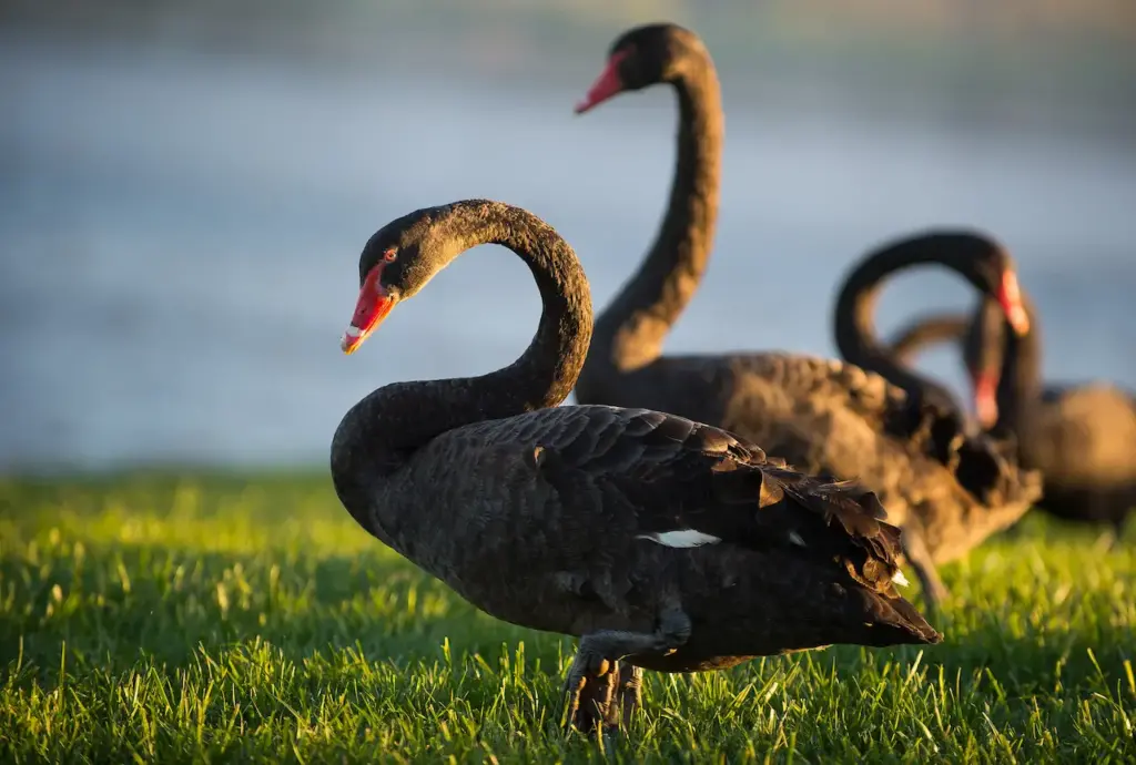 Black Swan Standing Near The Lake 