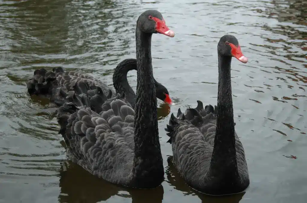 Three Black Swans On The Water