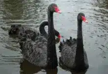 Three Black Swans On The Water