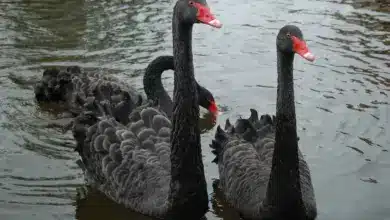 Three Black Swans On The Water