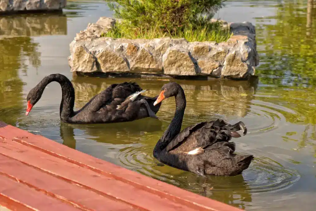 Two Black Swans In The Pond