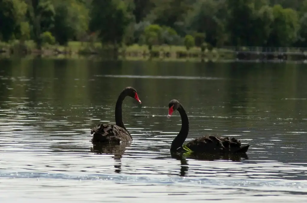 Black Swans Image on he Water