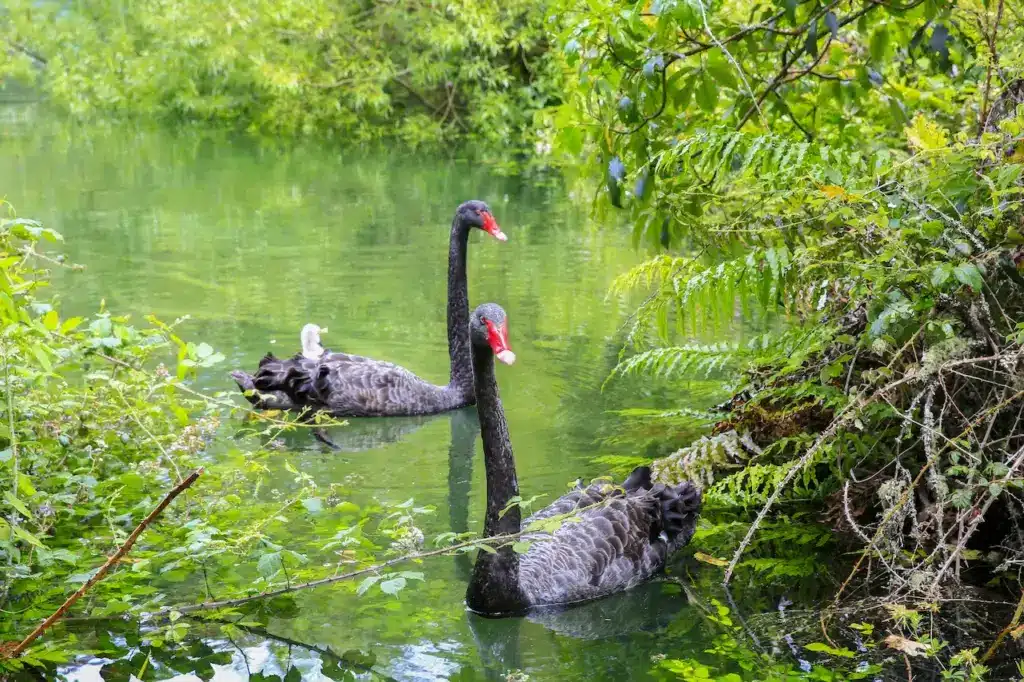 Black Swans In the Lake