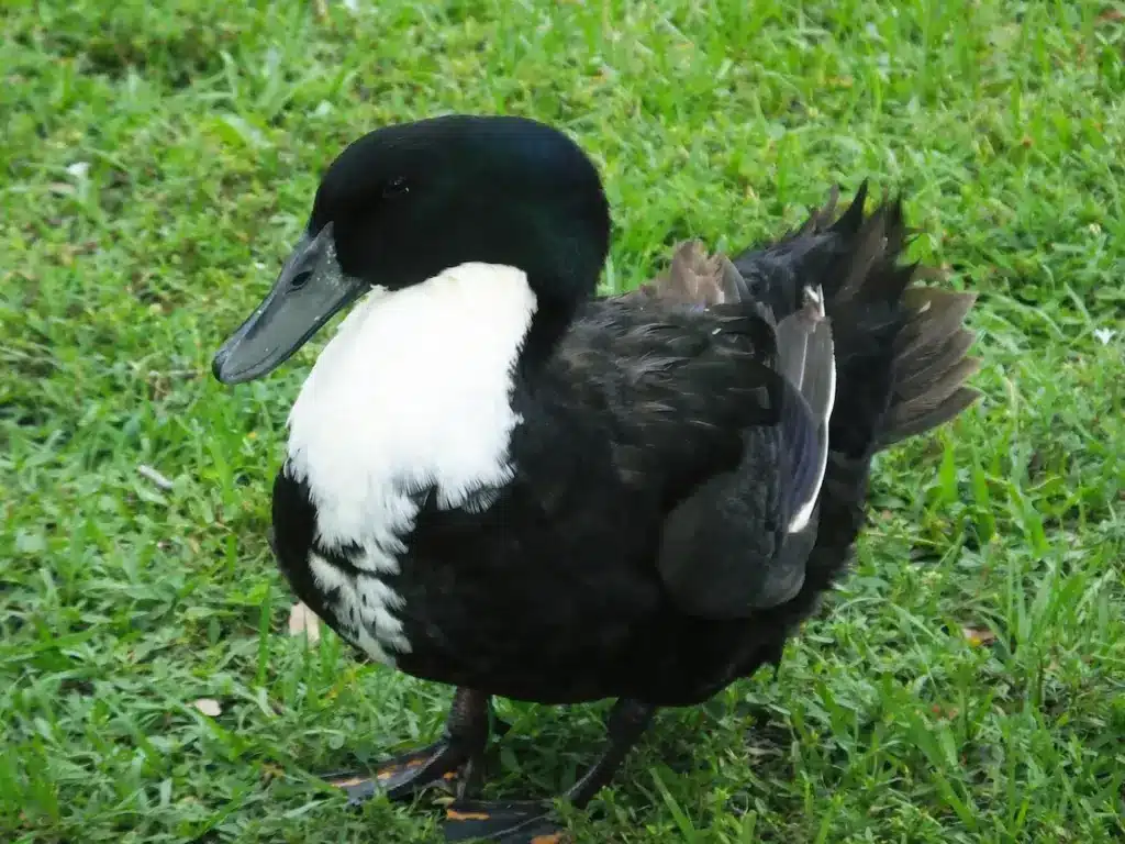 Black Swedish Duck in Grassy Field 