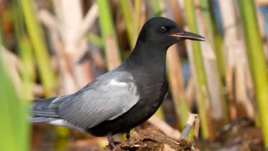Black Terns Looking for Food