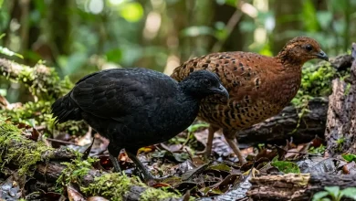 Black Wood-partridges