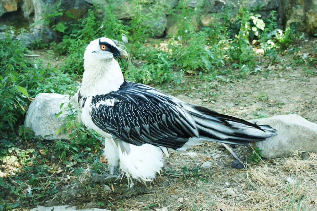 Black-and-white Hawk-eagles 
