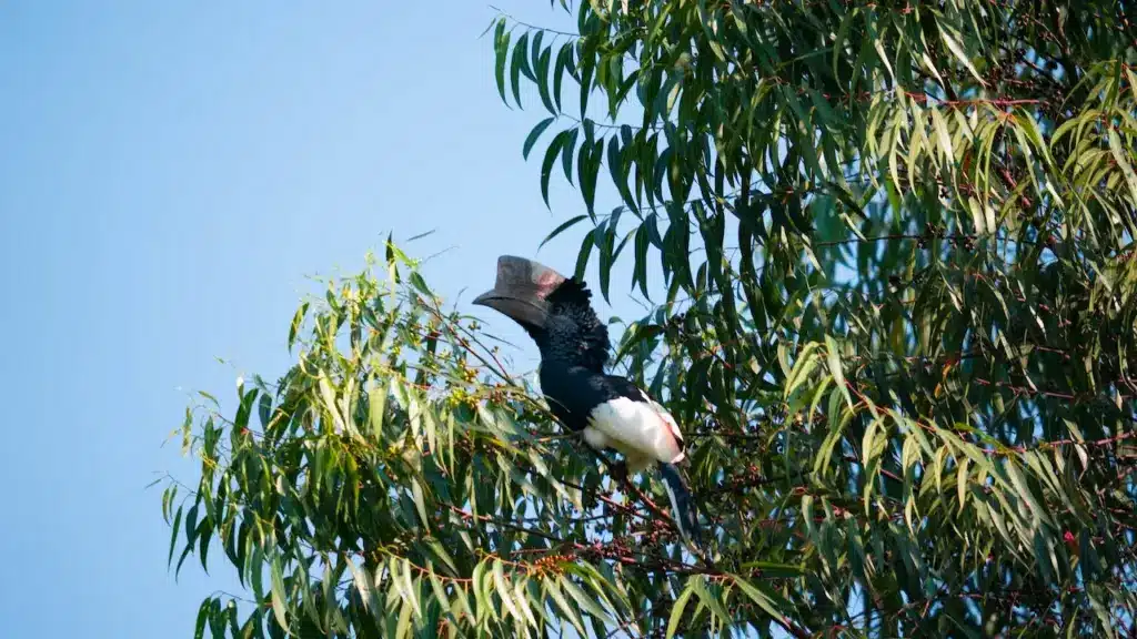 The Black-and-white-casqued Hornbill Perch on the Tree
