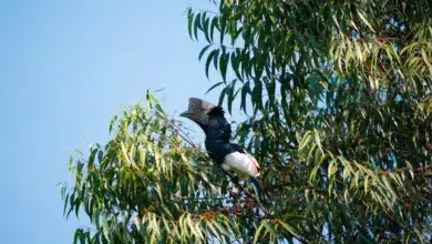 The Black-and-white-casqued Hornbill Perch on the Tree