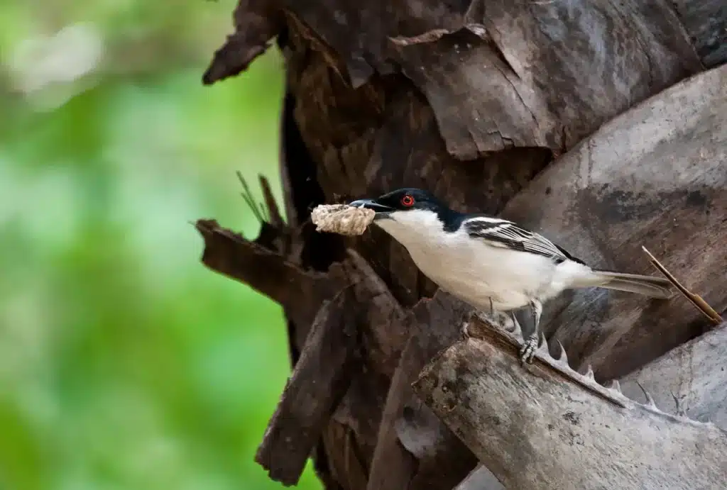 Black-backed Puffback (Dryoscopus cubla) With Food