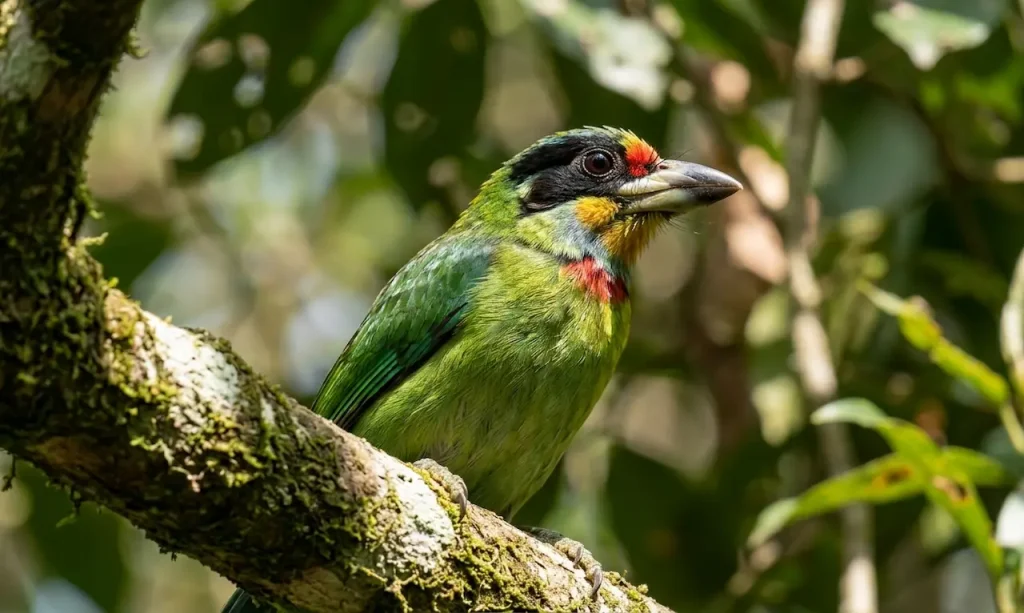 Black-banded Barbets