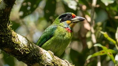 Black-banded Barbets