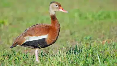 A Black-bellied Whistling Duck Standing On Green Grass
