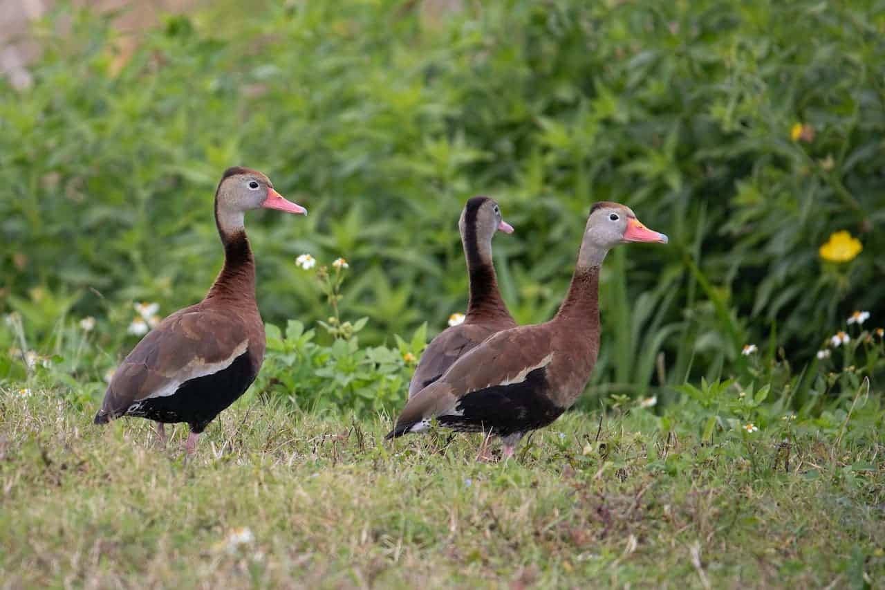 A Group Of Ducks In Grassy Area
