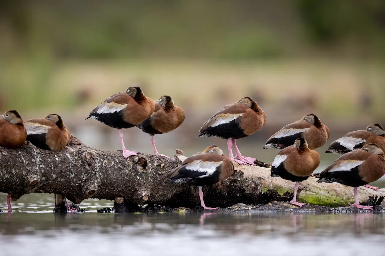 A Group Of Black-bellied Whistling Ducks Resting