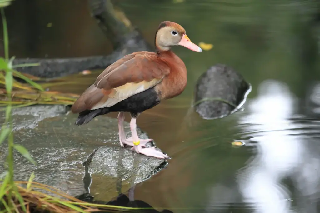 Black-bellied Whistling Duck Standing Near the Water