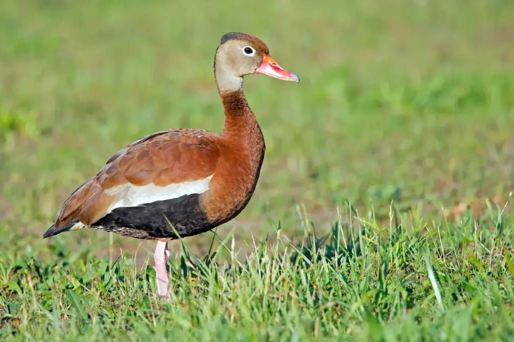 Black-bellied Whistling Ducks on a Grass
