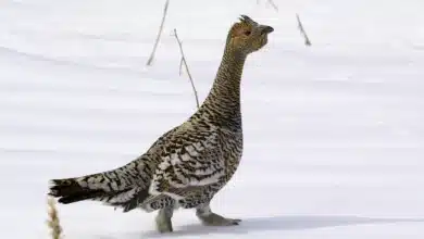 Black-billed Capercaillie
