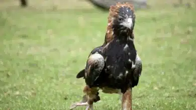 Black-breasted Buzzards