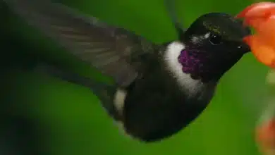 Black-breasted Pufflegs