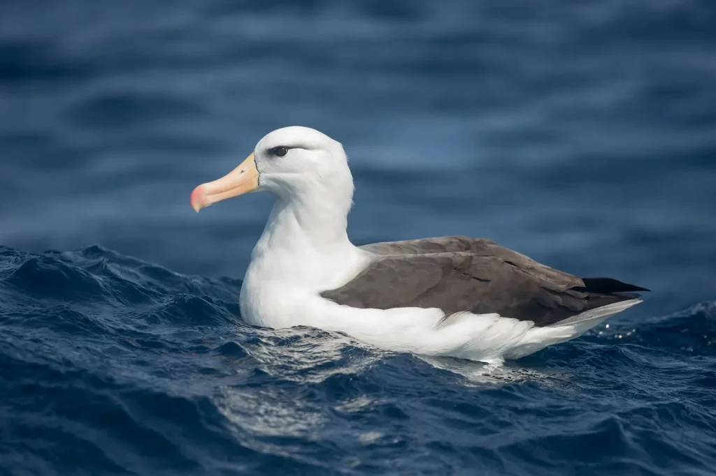 Black-browed Albatrosses Floating in the Water 