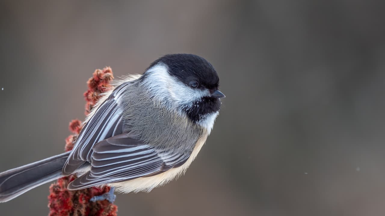 A Black-capped Chickadee On The Tree Branch
