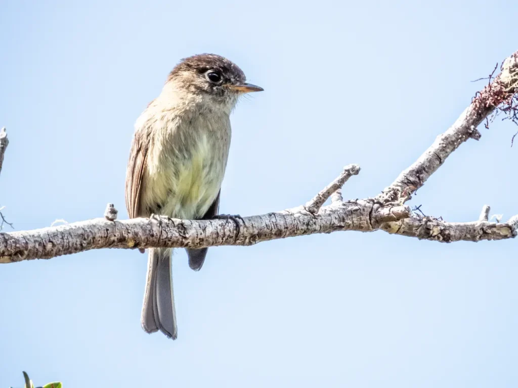 A Black-capped Flycatcher Sitting on a Branch