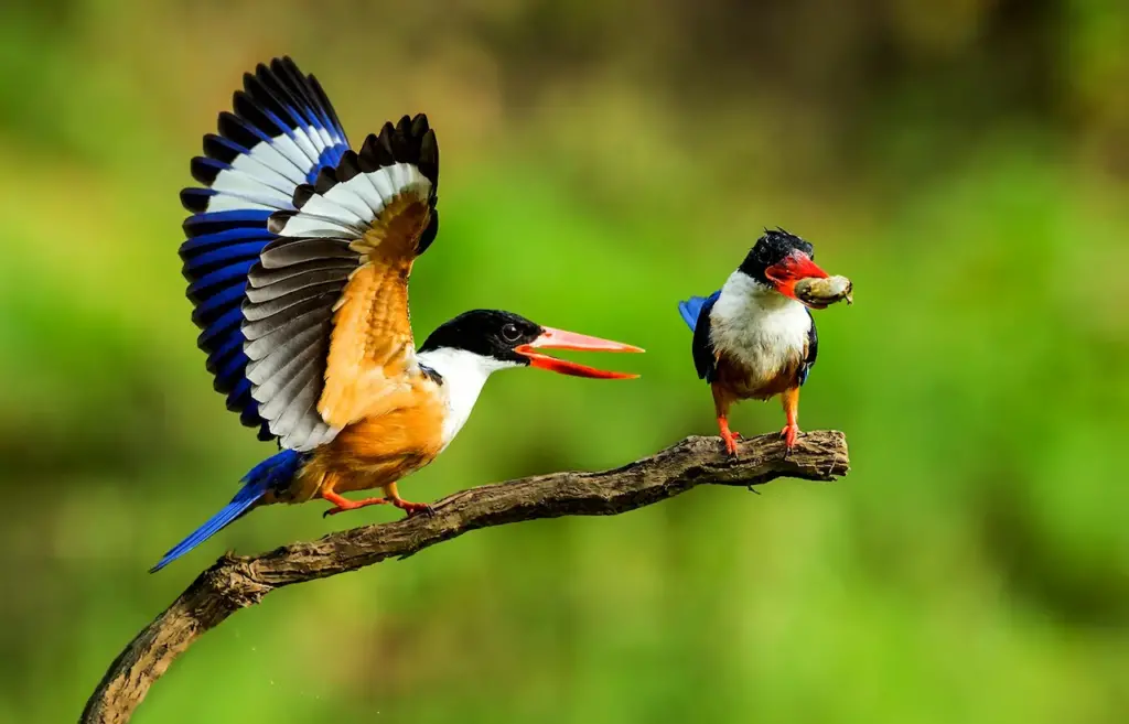 Two Black-capped Kingfishers on the Tree