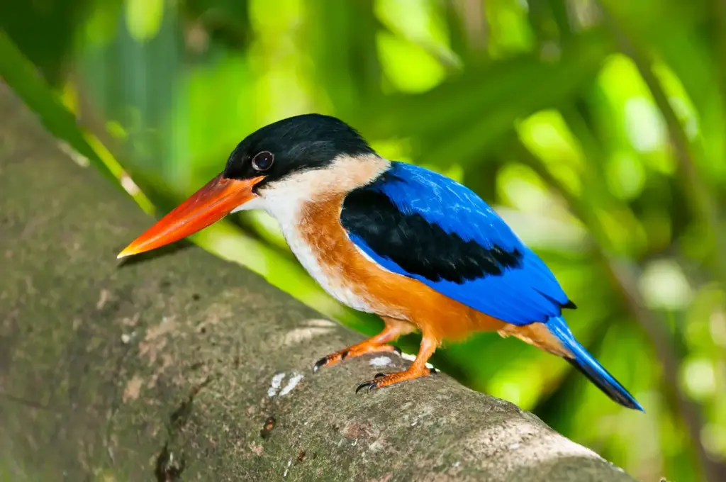 Black-capped Kingfishers Resting on Tree