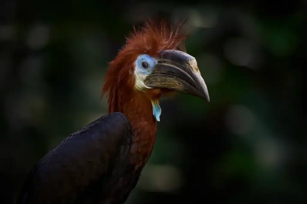 Black-casqued Hornbills 