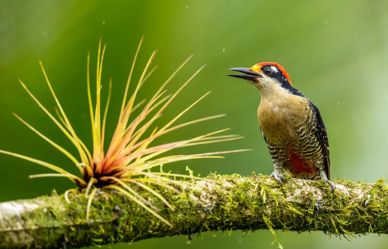 The Black-cheeked Woodpeckers Making Noise To Attract Prey