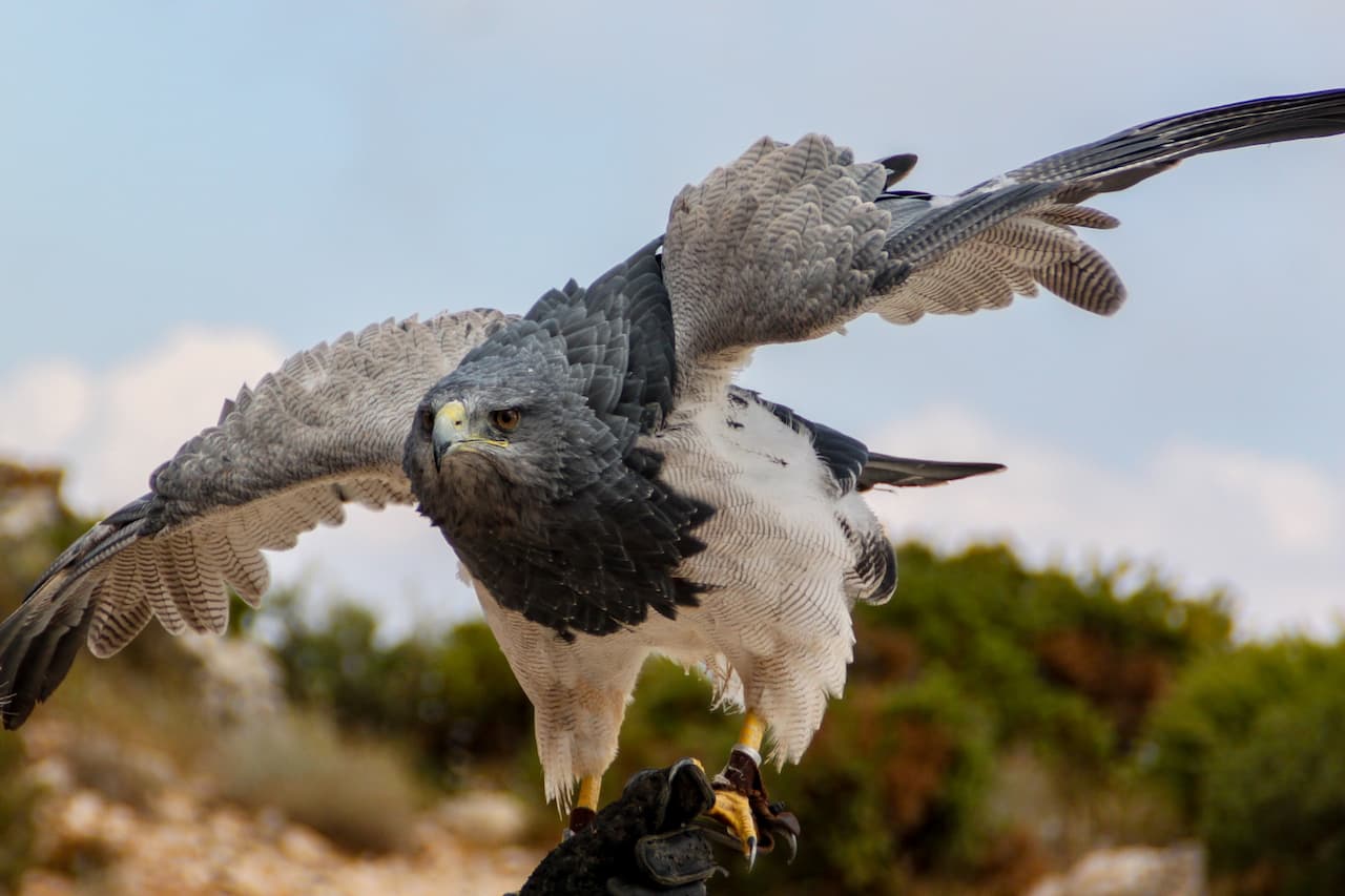 A Black-chested Buzzard-Eagles spreading its wings and ready to fly.
