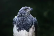 Black-chested Buzzard-Eagles