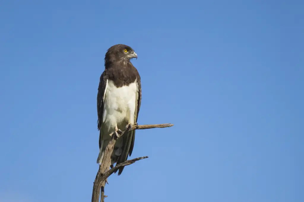 Black-chested Snake-eagle Perched on Tree Branch
