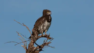Black-chested Snake-eagles Perched on top of a Tree