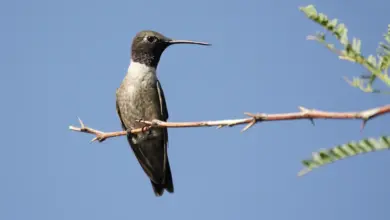Black-chinned Hummingbirds Perched on a Tree Thorn