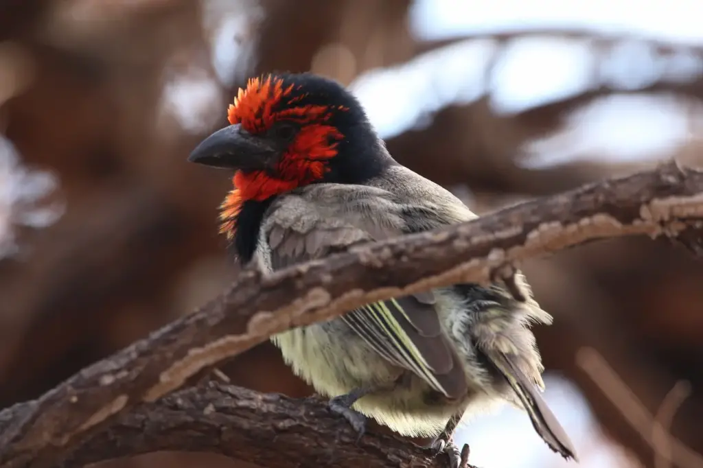 The Black-collared Barbet Resting On A Branch