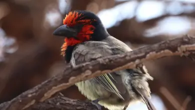 The Black-collared Barbet Resting On A Branch