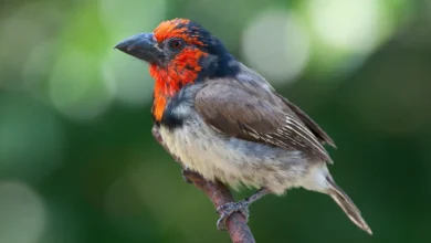 Black-collared Barbets