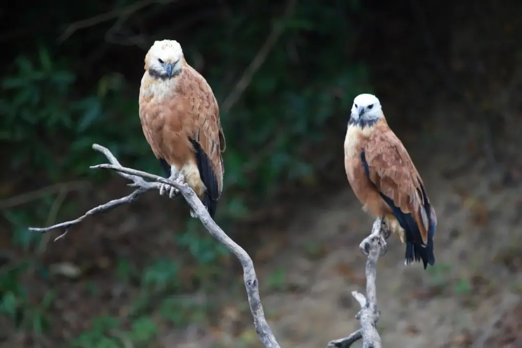 Black-collared Hawks Perched on a Tree Branch