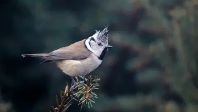 The Black-crested Titmouse Is Perched In A Thorn
