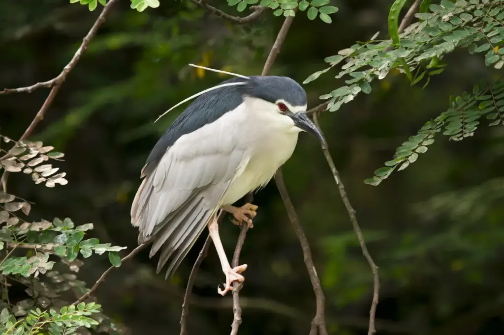 A Black-crowned Night Herons Perched on Tree