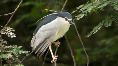 A Black-crowned Night Herons Perched on Tree