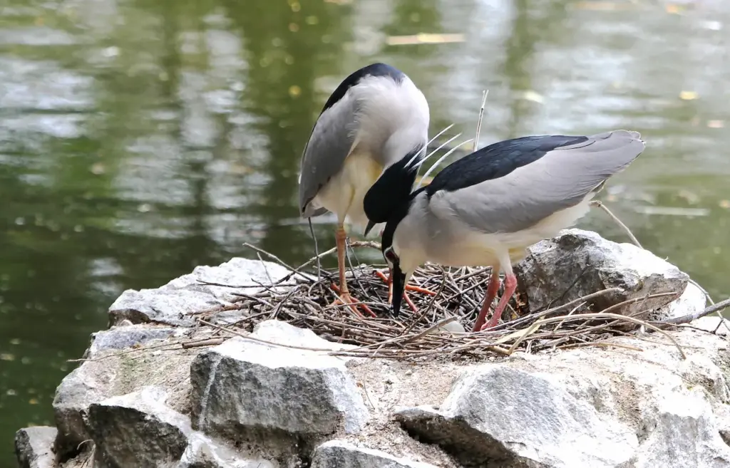 Black-crowned Night Herons on the Nest