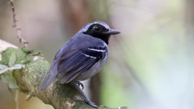 Black-faced Antbirds on a Tree Branch