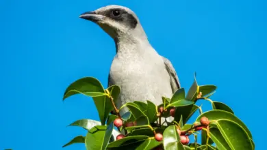 Black-faced Cuckooshrikes Perched on a Tree Fruit